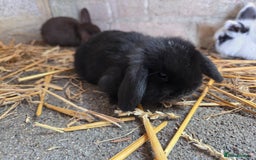 Mini Lop rabbits for sale: Minilops ready 12th October  - Image 2