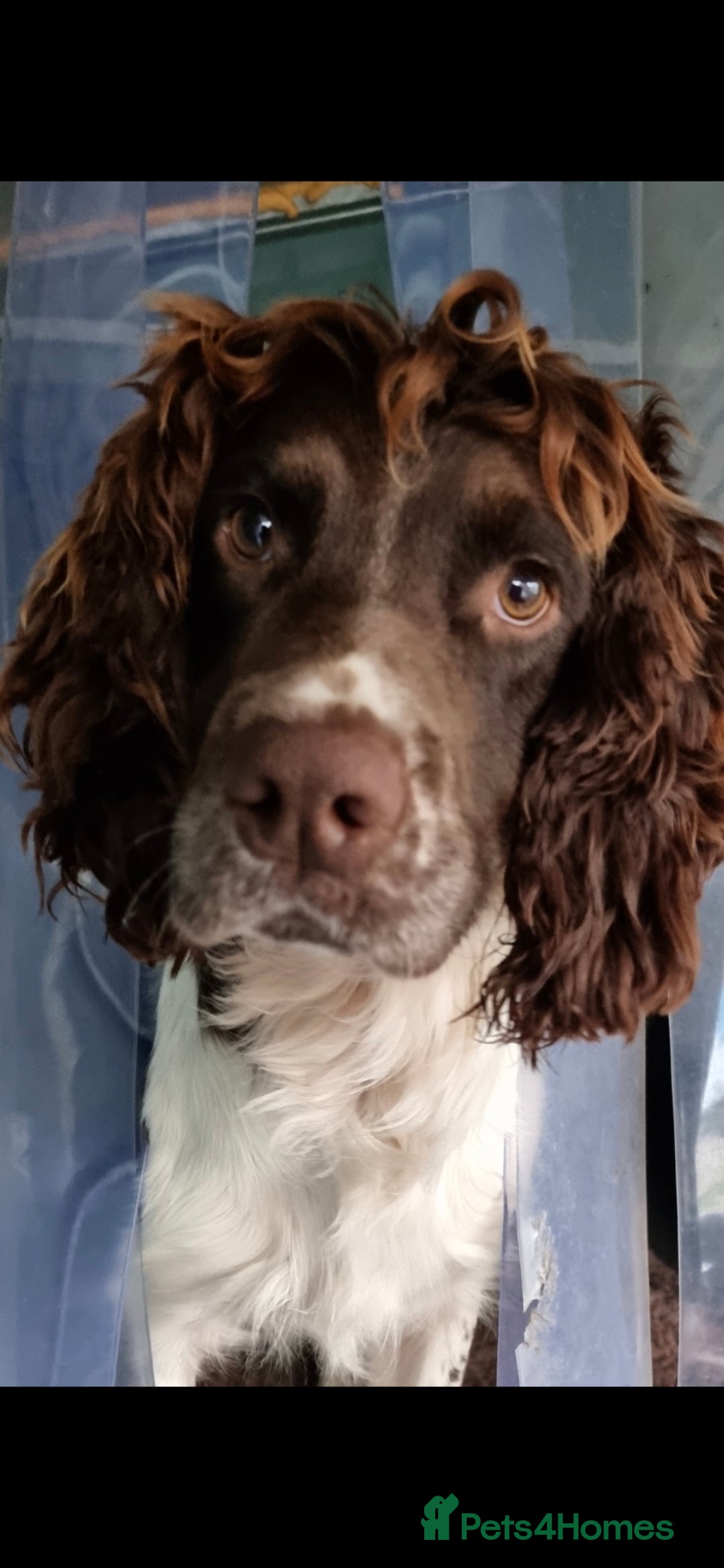 English Springer Spaniel dogs for stud: KC- HEALTH TESTED - STUD SPRINGER SPANIEL  - Advert 1