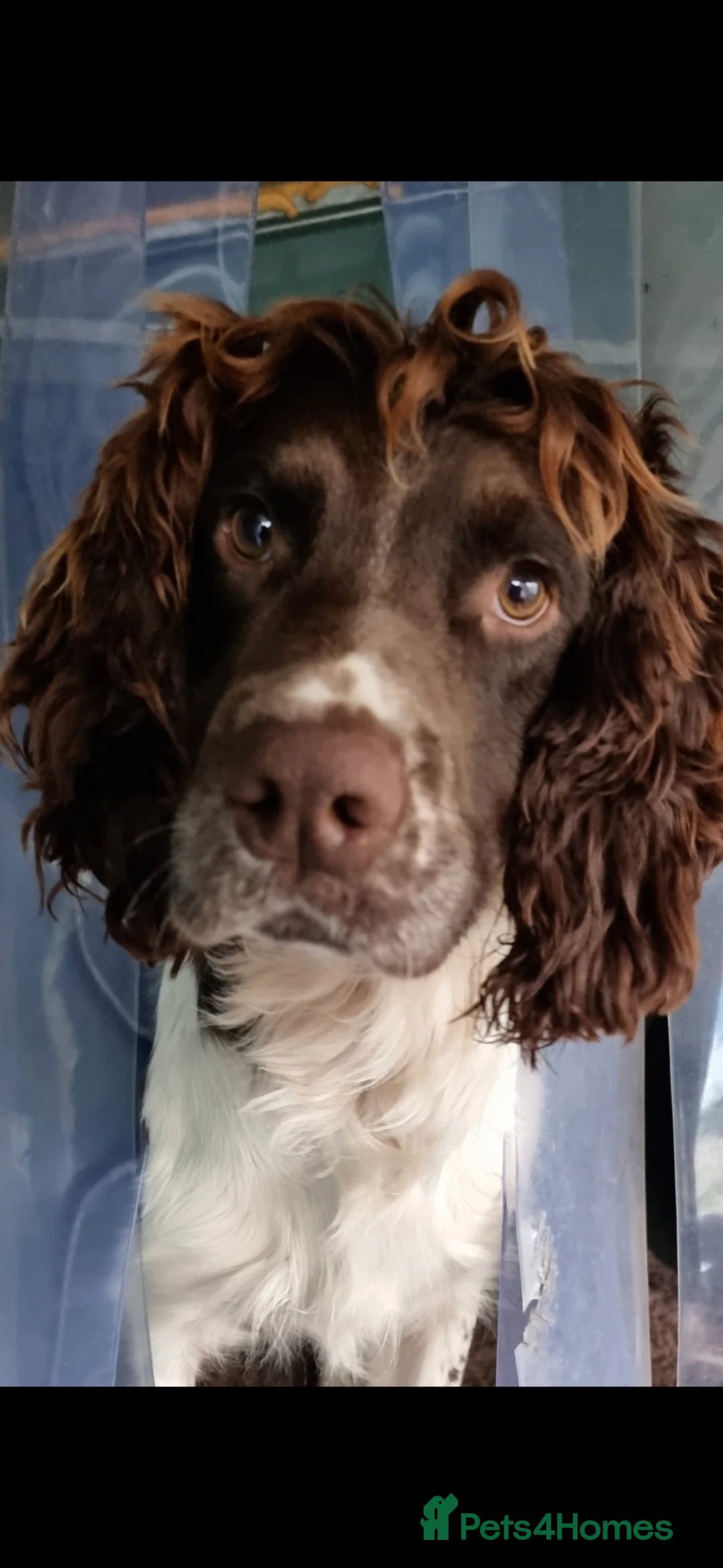 English Springer Spaniel dogs for stud: KC SPRINGER SPANIEL STUD DOG- HEALTH TESTED  - Advert 1