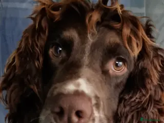 English Springer Spaniel dogs KC STUD - DNA HEALTH TESTED SPRINGER SPANIEL - Advert 4