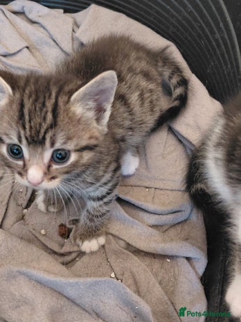 Mixed Breed cats - Advert 7