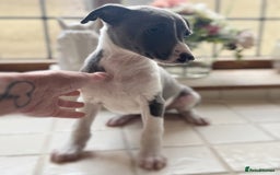 Whippet dogs for sale: Whippet puppies ready now  - Image 5