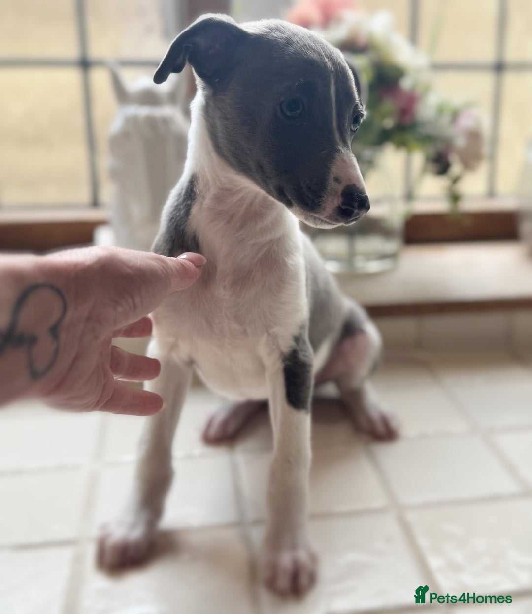Whippet dogs for sale: Whippet puppies ready now  - Image 5