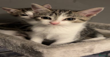 American Shorthair cats - Advert 6