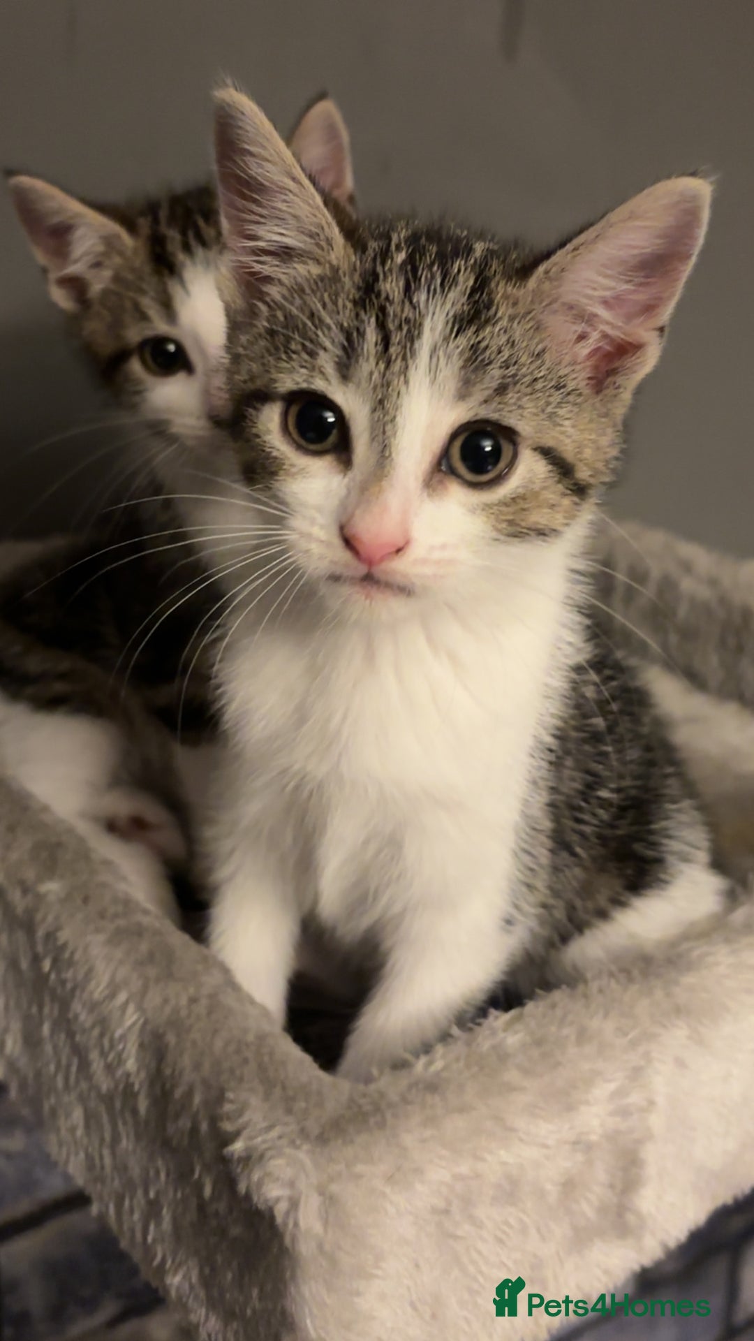 American Shorthair cats for sale: American short hair tabby kittens - Image 3