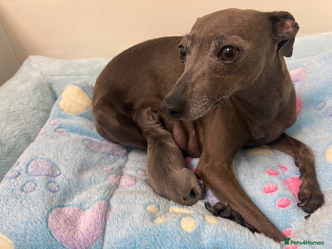 Italian Greyhound dogs for sale: Italian greyhound puppy - Advert 2