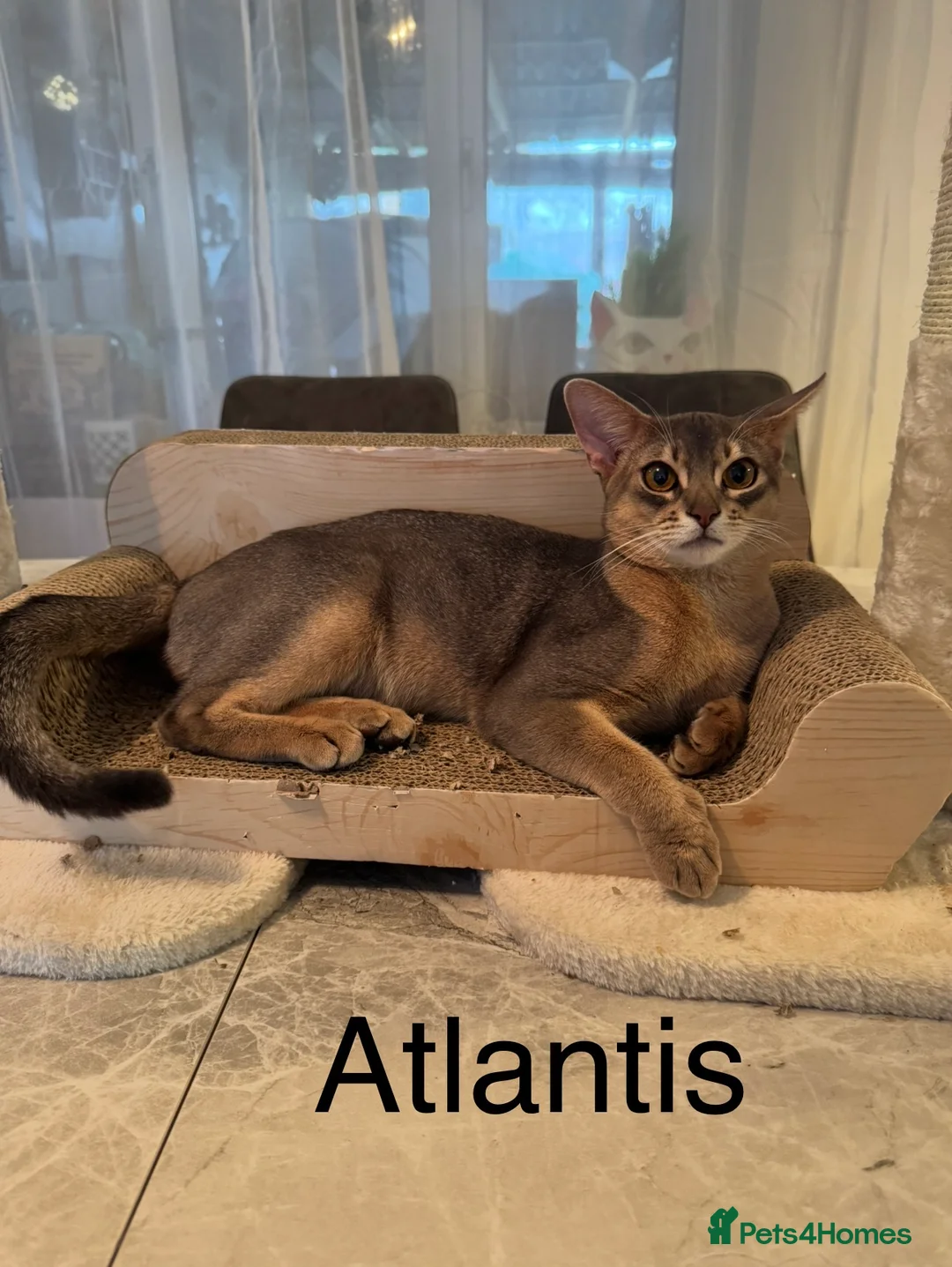 Abyssinian cats for stud: Champion Abyssinian. Tica registered for Stud - Advert 5