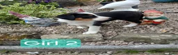Border Collie dogs for sale: Border collie pups for sale - Advert 11