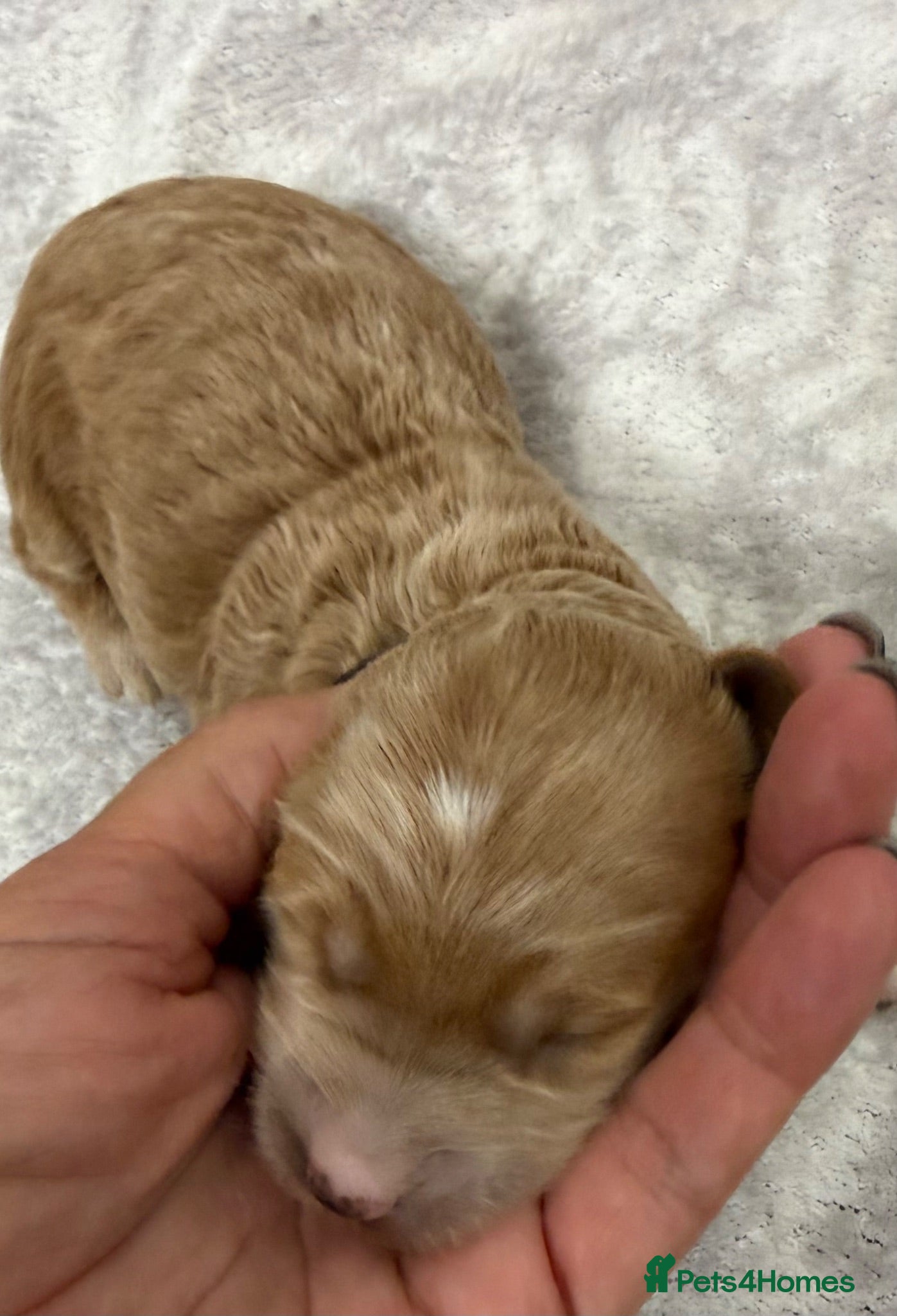 Goldendoodle dogs Stunning Goldendoodle Puppies  - Advert 2