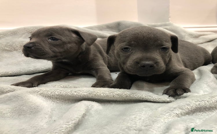 Staffordshire Bull Terrier dogs - Advert 4