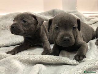 Staffordshire Bull Terrier dogs - Advert 3