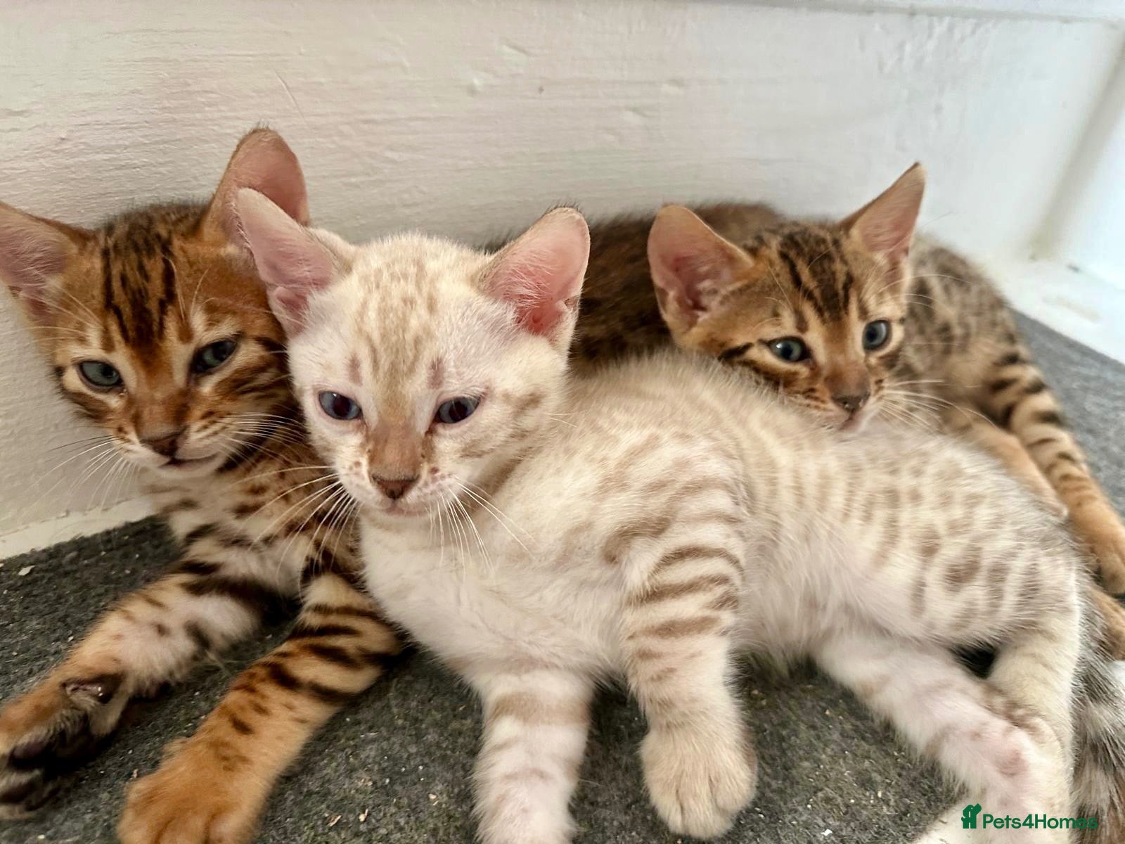 Bengal cats 3 pure bengals boys available  - Advert 3