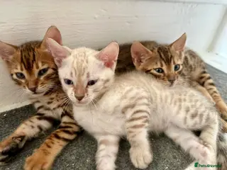 Bengal cats 3 pure bengals boys available - Advert 3