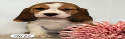 Beagle dogs for sale: ** Full pedigree beautiful beagles ** - Advert 10