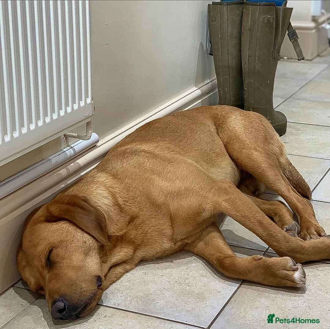 Labrador Retriever dogs for stud: Well proven FOX RED Labrador stud - Advert 11