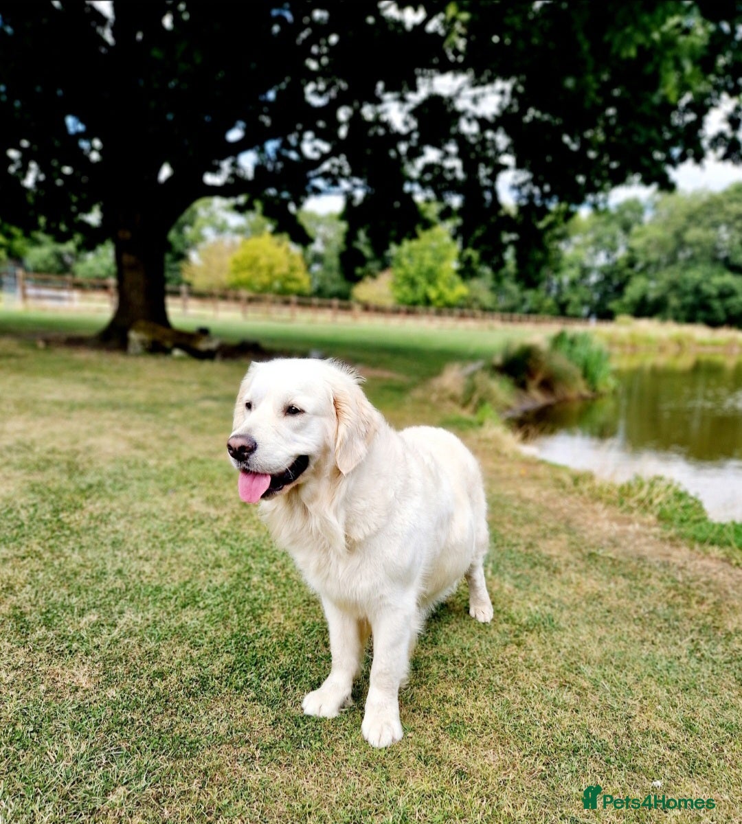 Golden Retriever dogs for sale: Newmiller Retrievers Litter Announcement  - Image 3
