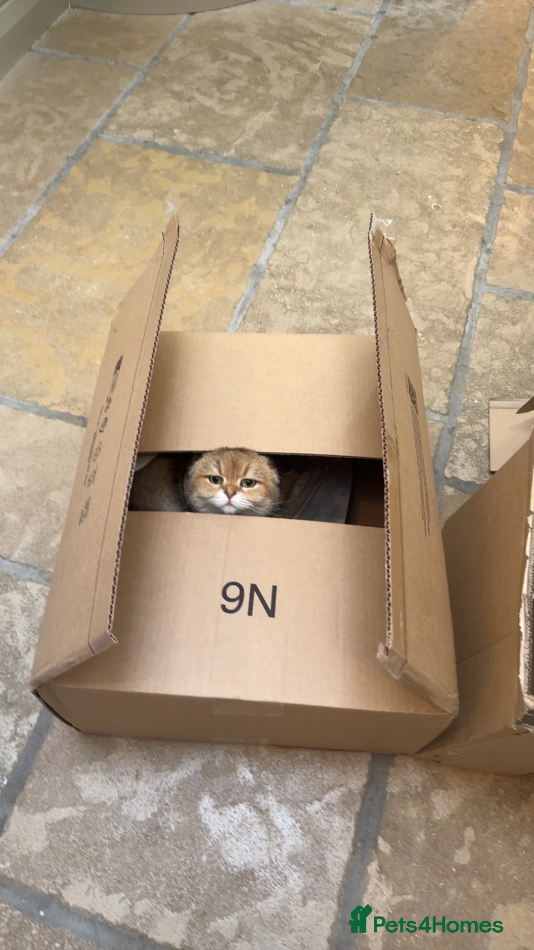 Scottish Fold cats for sale: Two gorgeous cats  - Advert 12