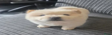 Bunny - Female (Purple)