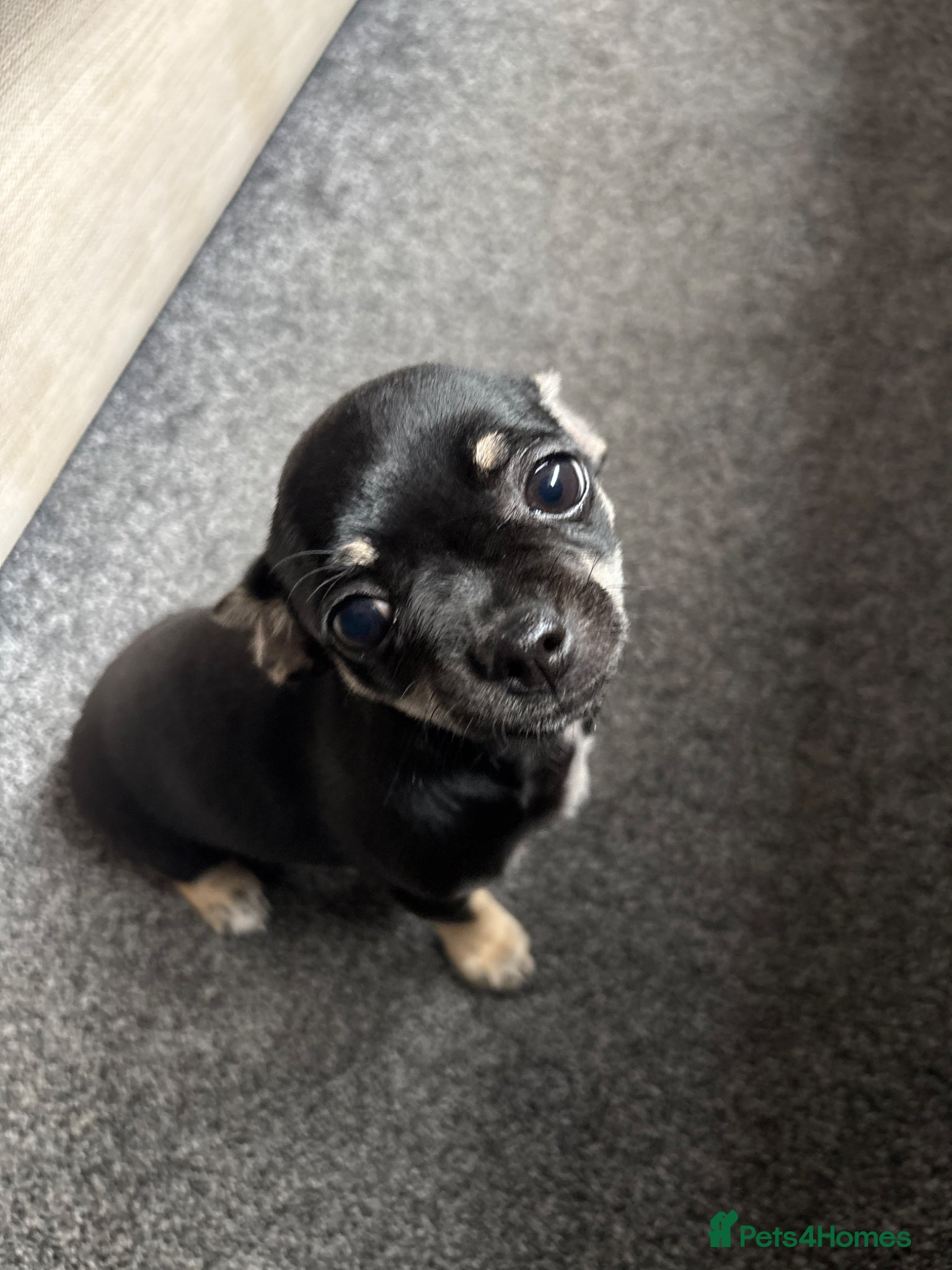 Chihuahua dogs Chihuahua girl puppy - Advert 1