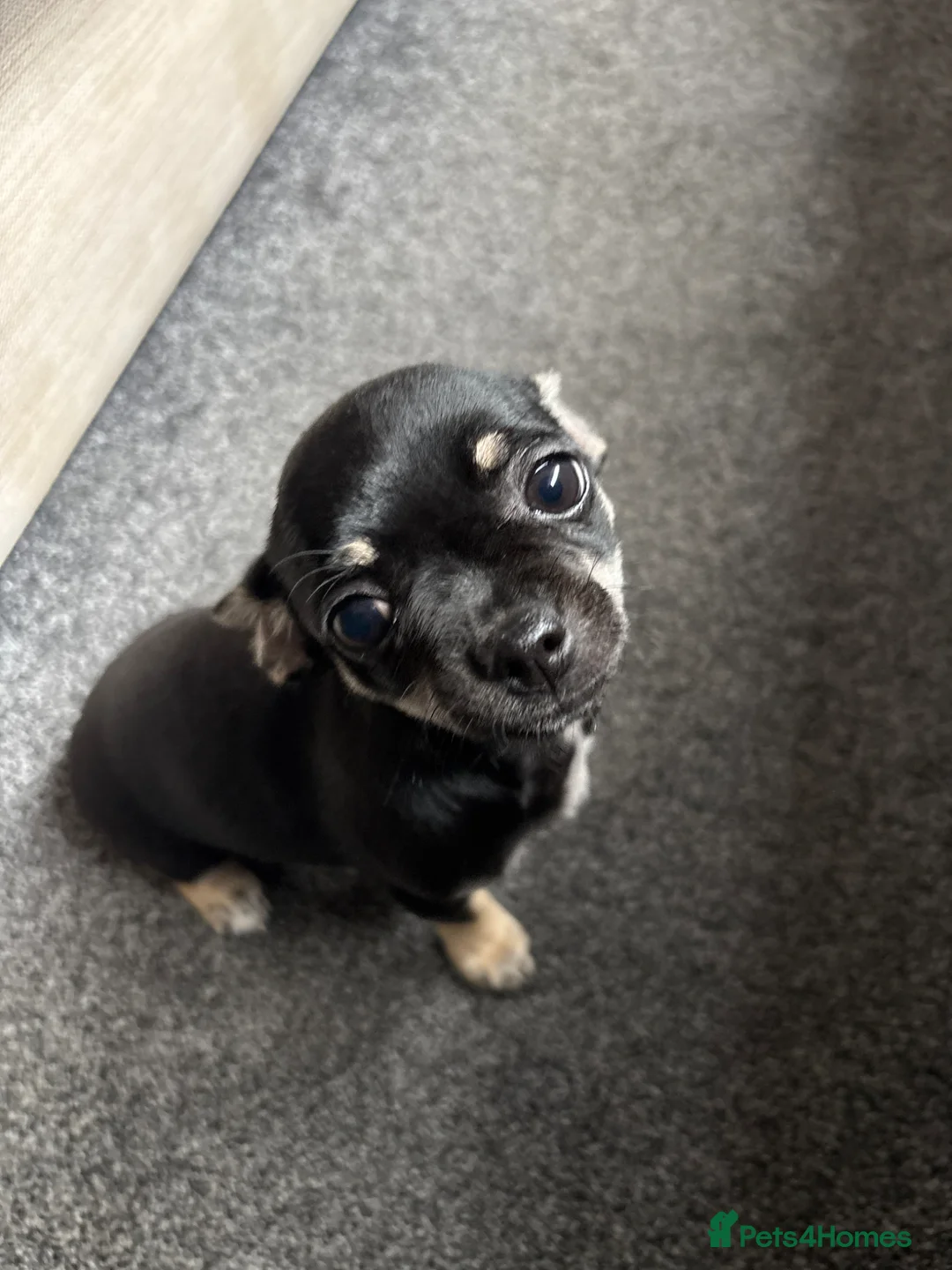 Chihuahua dogs for sale: Chihuahua girl puppy - Advert 1