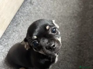 Chihuahua dogs Chihuahua girl puppy - Advert 1