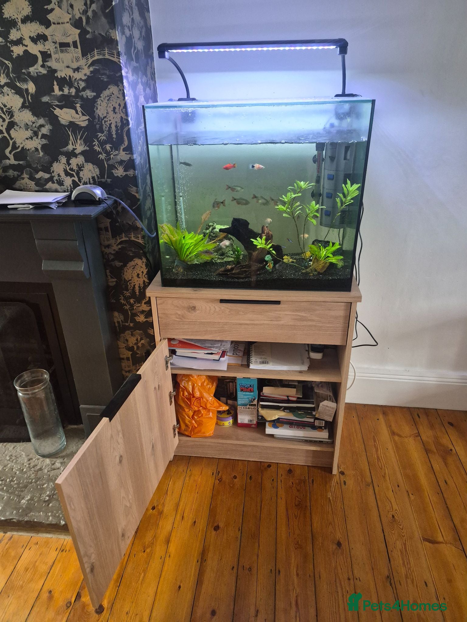 Other/Mixed Breed fish Fish tank and Fish free to a good home - Advert 1