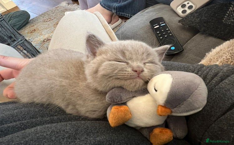 British Shorthair cats - Advert 6