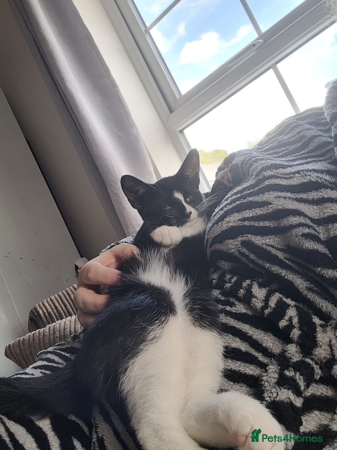 Domestic Shorthair cats for sale: 4 beautiful ladies needing new homes - Image 8