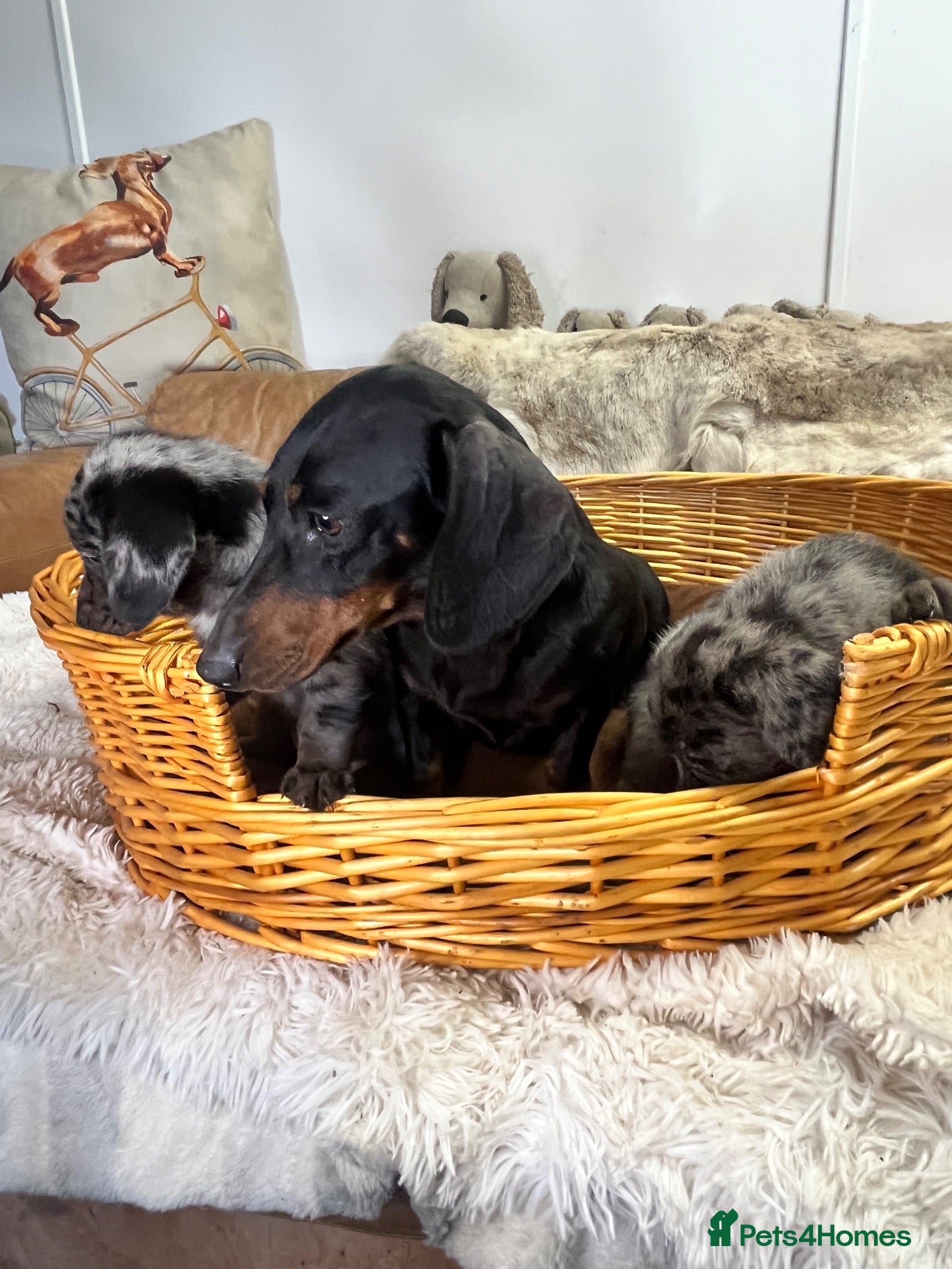 Jackshund dogs Gorgeous Blue Merle Daxi Jacks  - Advert 2