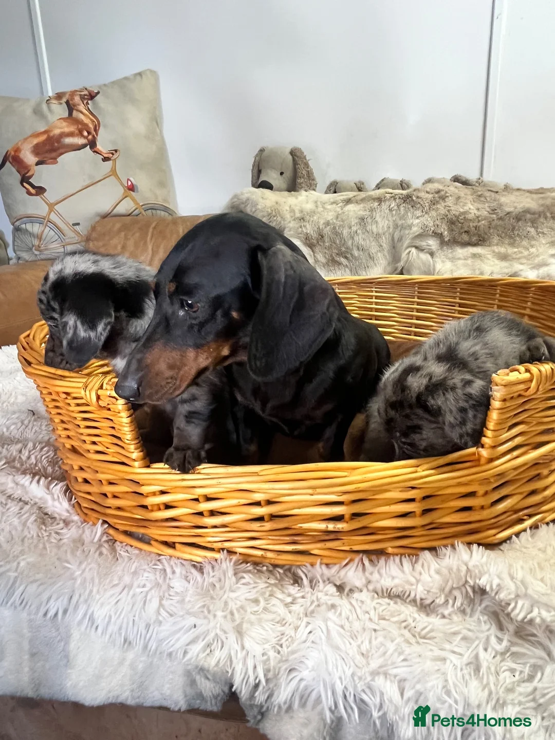 Jackshund dogs for sale: Gorgeous Blue Merle Daxi Jacks  - Advert 2