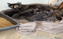 British Shorthair cats for sale: Kittens for sale  - Image 5