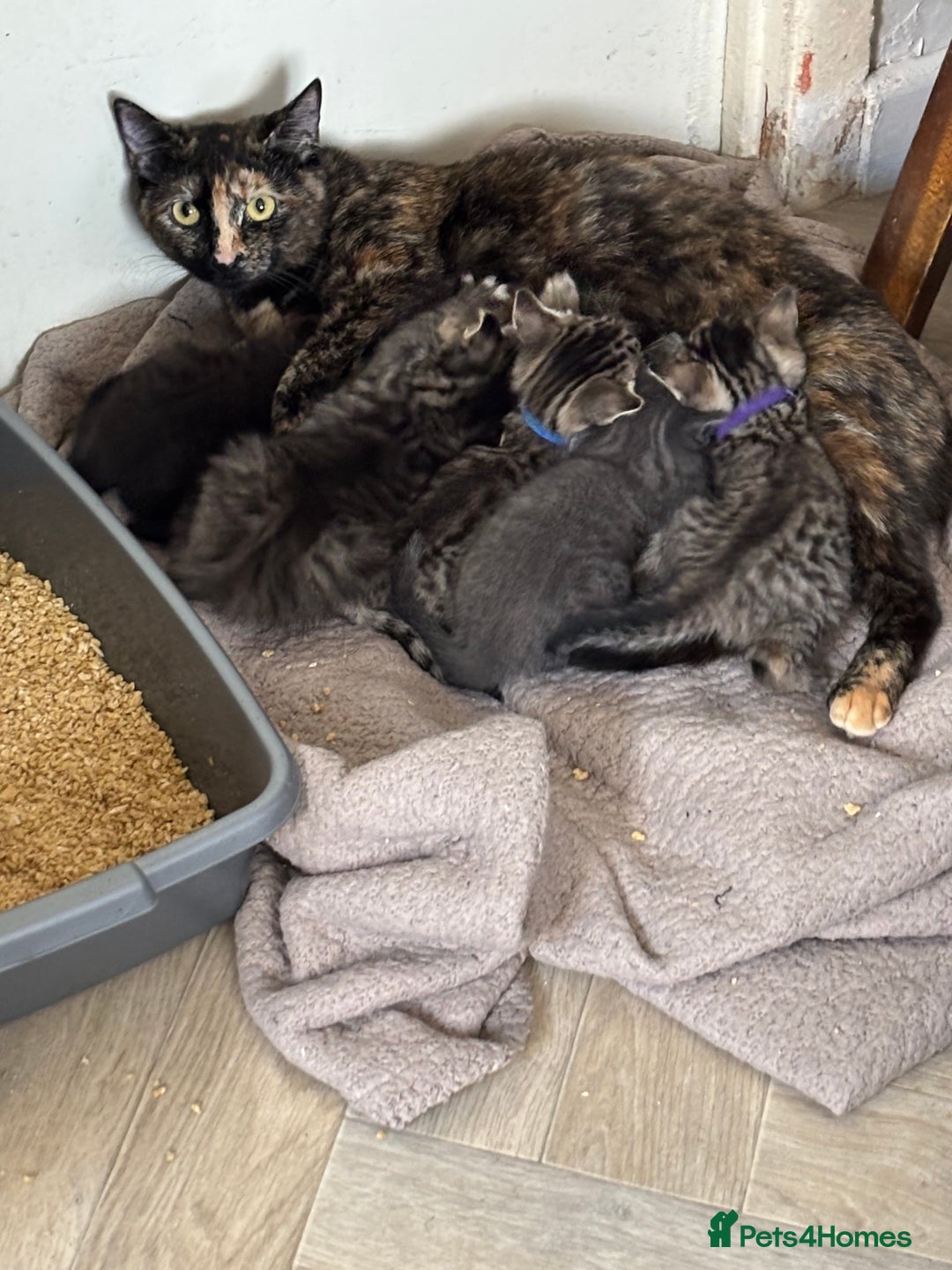 British Shorthair cats for sale: Kittens for sale  - Image 5