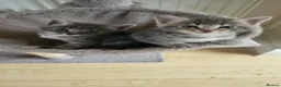 Savannah cats for sale: Savannah cross kittens. - Advert 7