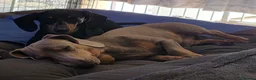 Miniature Dachshund dogs for sale: Beautiful miniature dachshunds in Southminster - Advert 2
