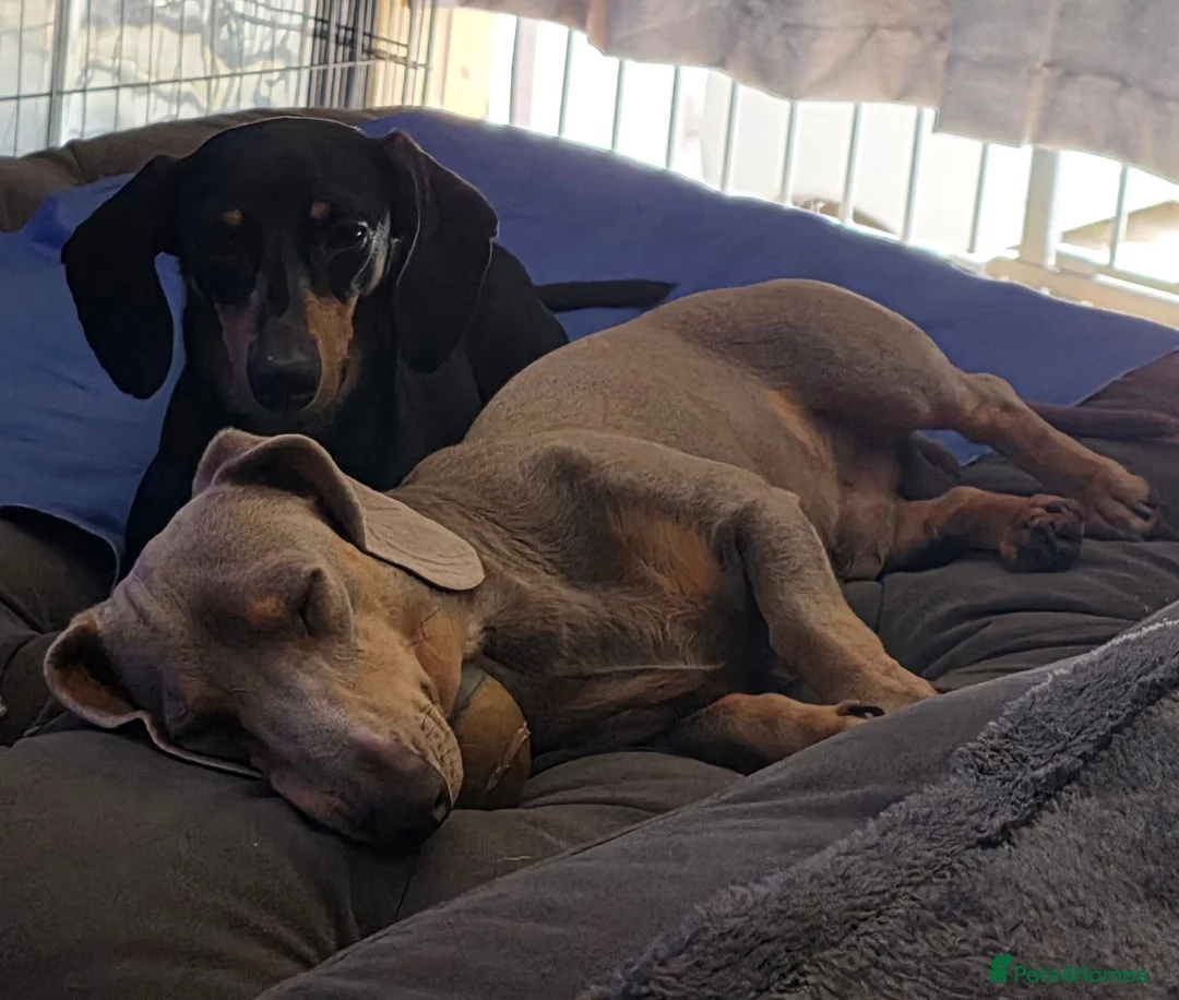 Miniature Dachshund dogs for sale: Beautiful miniature dachshunds in Southminster - Advert 2