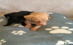Dachshund dogs for sale: Dachshund puppies  - Image 9