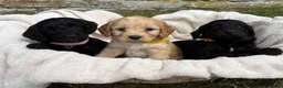 Cockapoo dogs for sale: Gorgeous F1 Cockapoo Puppies KC parents - Advert 4