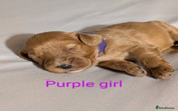 Cockapoo dogs for sale: Stunning f1 Cockapoo puppy's  - Image 9