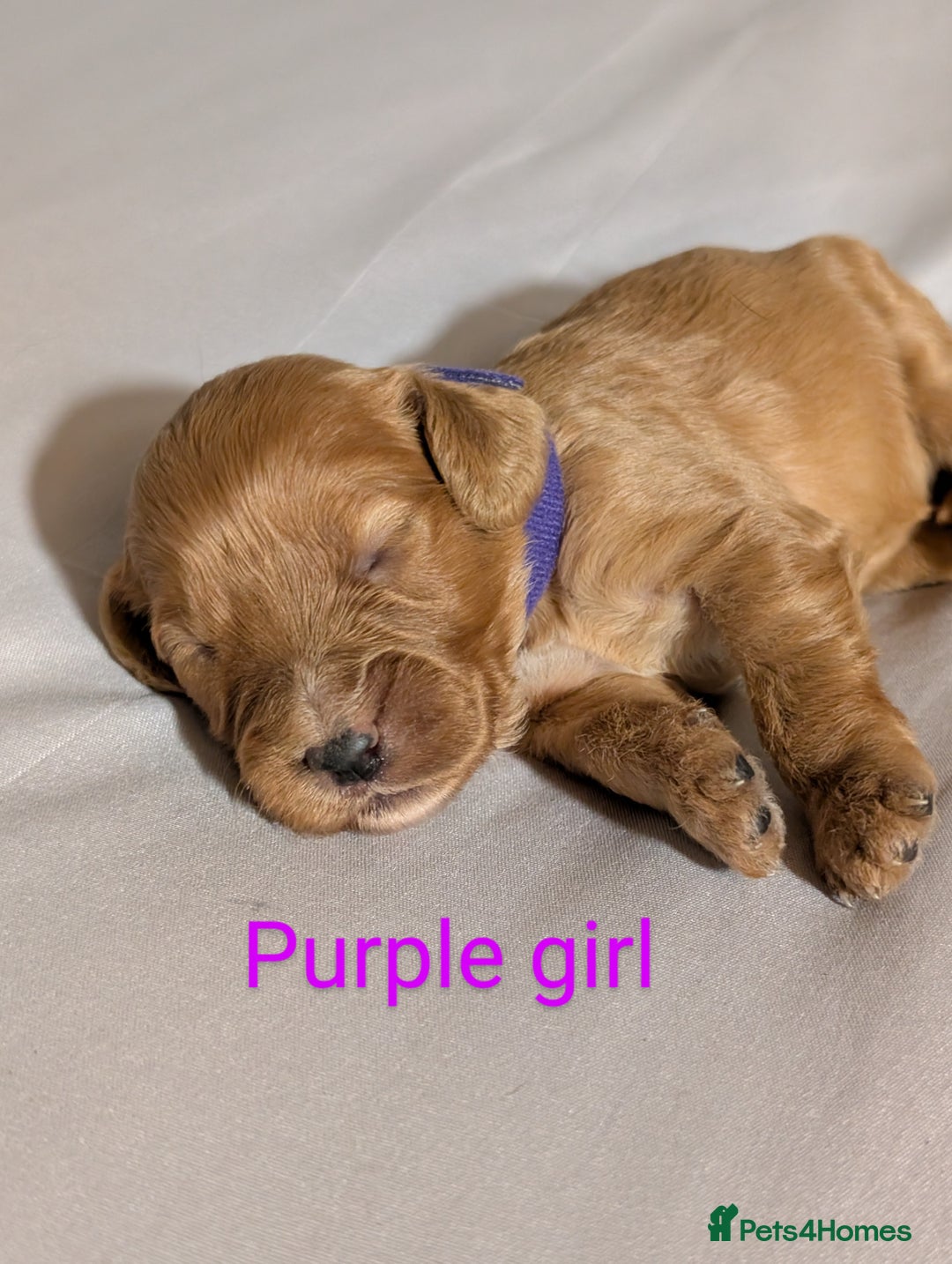 Cockapoo dogs for sale: Stunning f1 Cockapoo puppy's  - Image 9