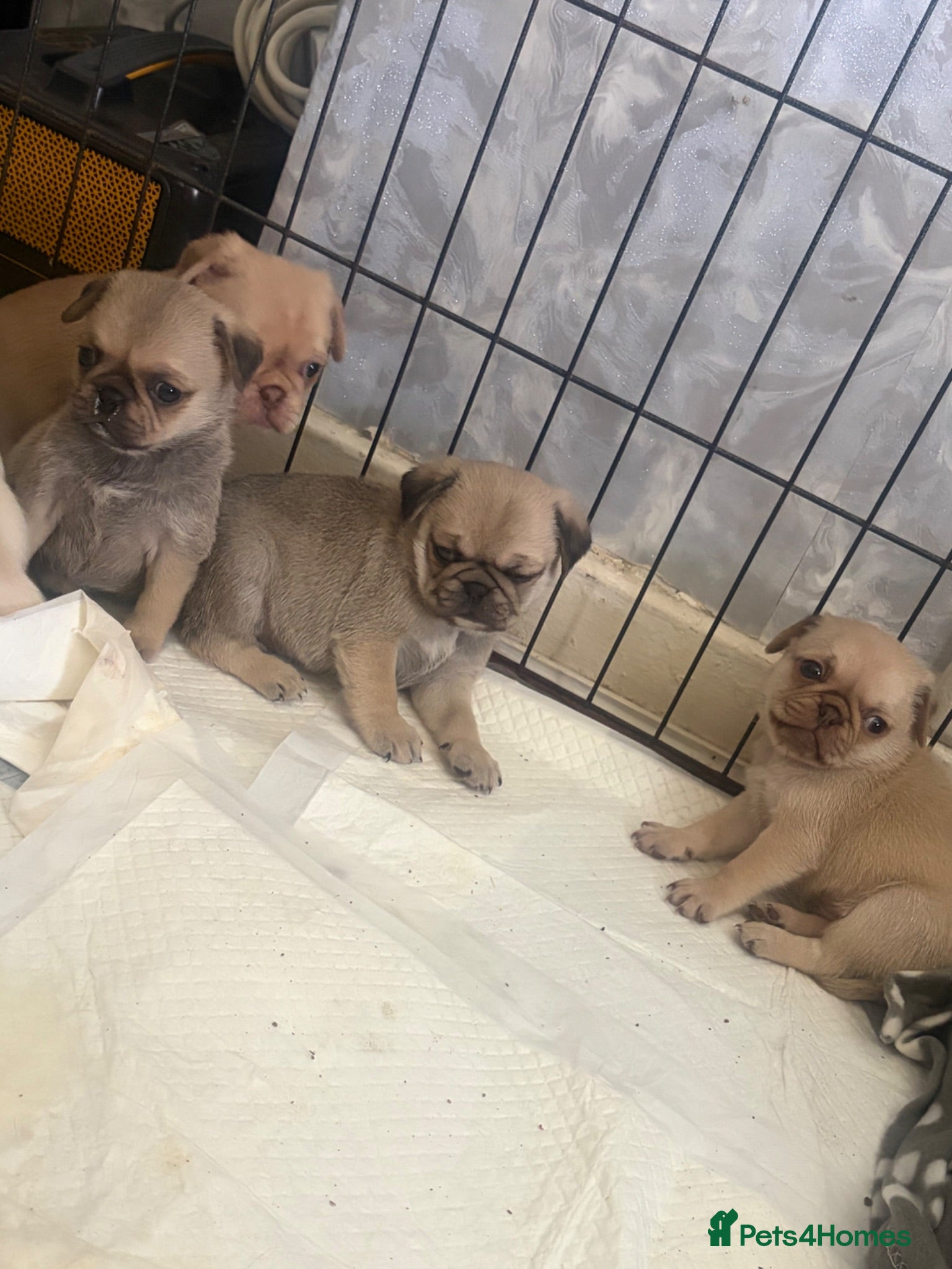 Pug dogs KC registered pug puppies  - Advert 2