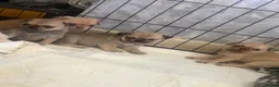 Pug dogs for sale: KC registered pug puppies  - Advert 1