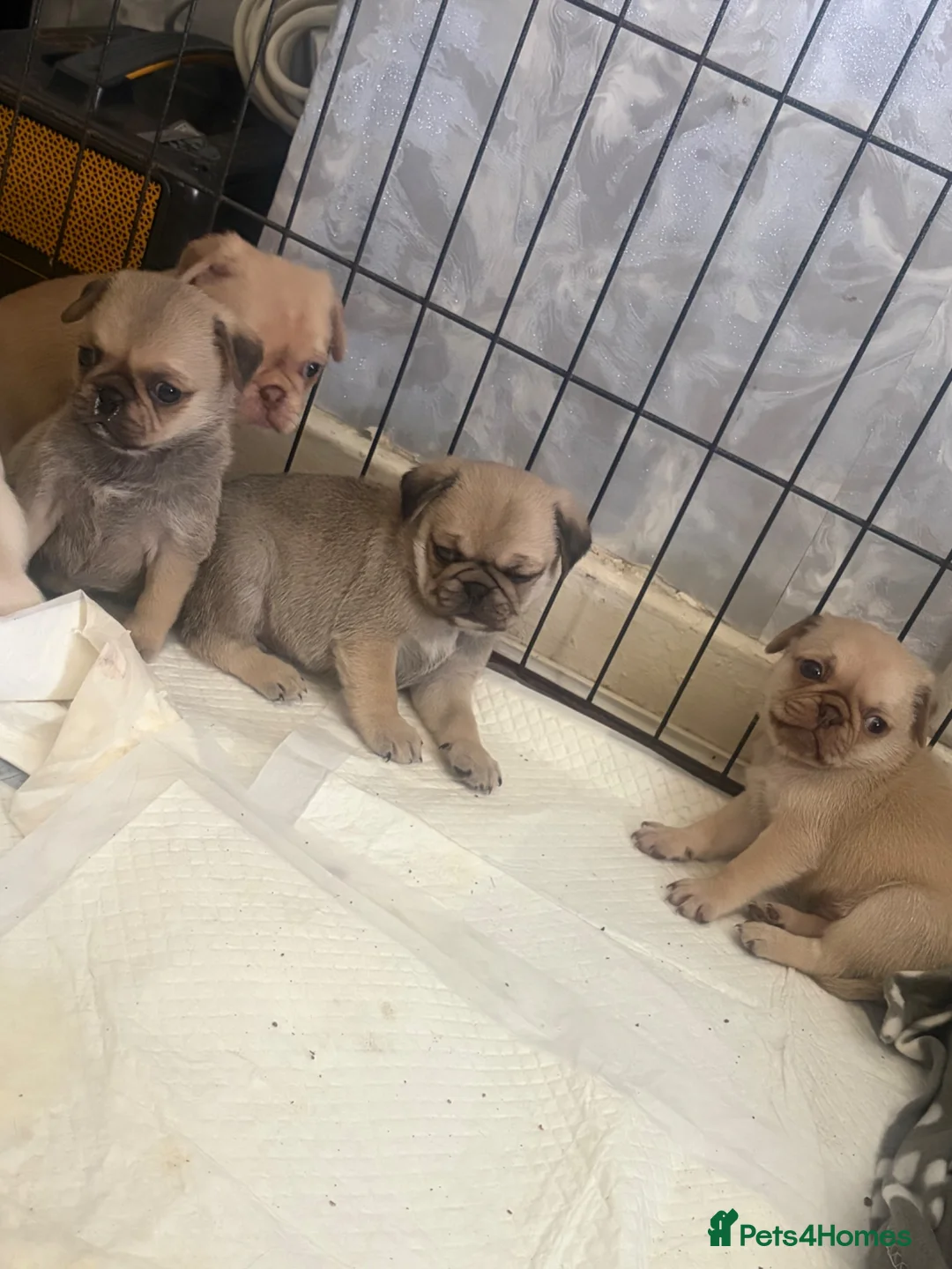 Pug dogs for sale: KC registered pug puppies  - Advert 1
