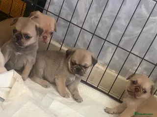 Pug dogs KC registered LAST FEMALE LEAVE THIS WEEK - Advert 1