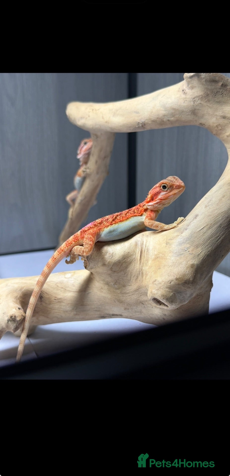 Bearded Dragon reptiles Baby Bearded Dragons available  - Advert 1