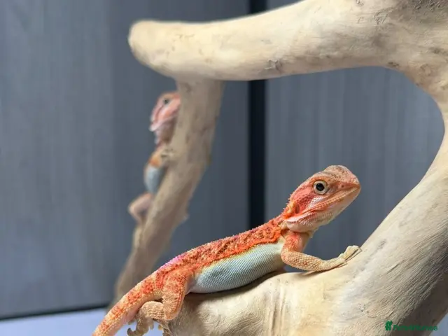 Bearded Dragon reptiles for sale: Baby Bearded Dragons available - Advert 1