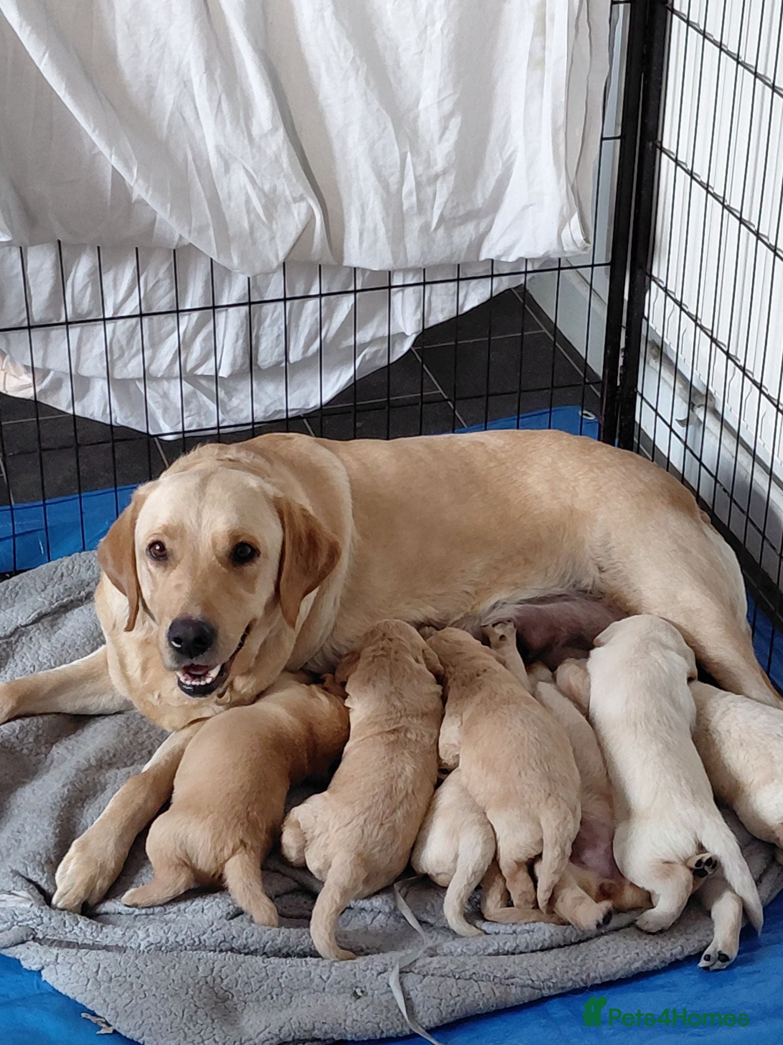 Labrador Retriever dogs Labrador Puppies Looking For Their Forever Homes  - Advert 2