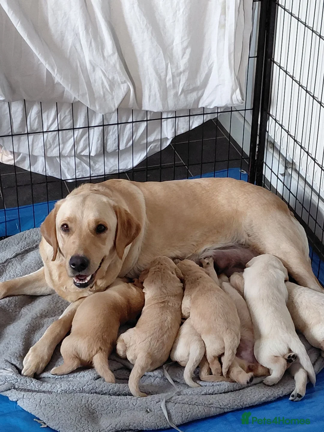 Labrador Retriever dogs for sale: Labrador Puppies Looking For Their Forever Homes  - Advert 1