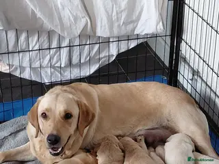 Labrador Retriever dogs Labrador Puppies Looking For Their Forever Homes - Advert 1