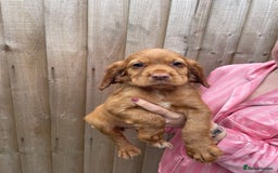 Cocker Spaniel dogs for sale: Make Working cocker spaniel puppies  - Image 21