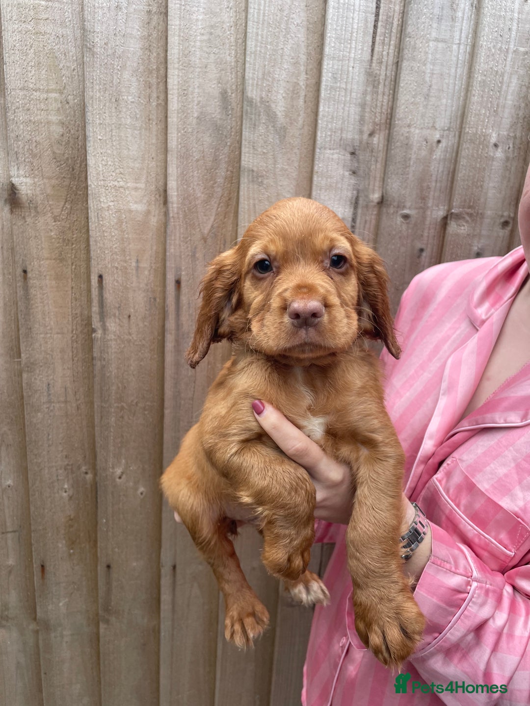 Cocker Spaniel dogs for sale: Make Working cocker spaniel puppies  - Image 21